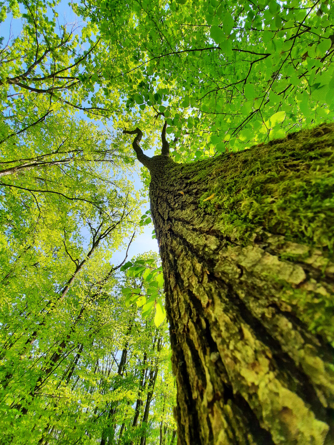 blick an einem baum entlang