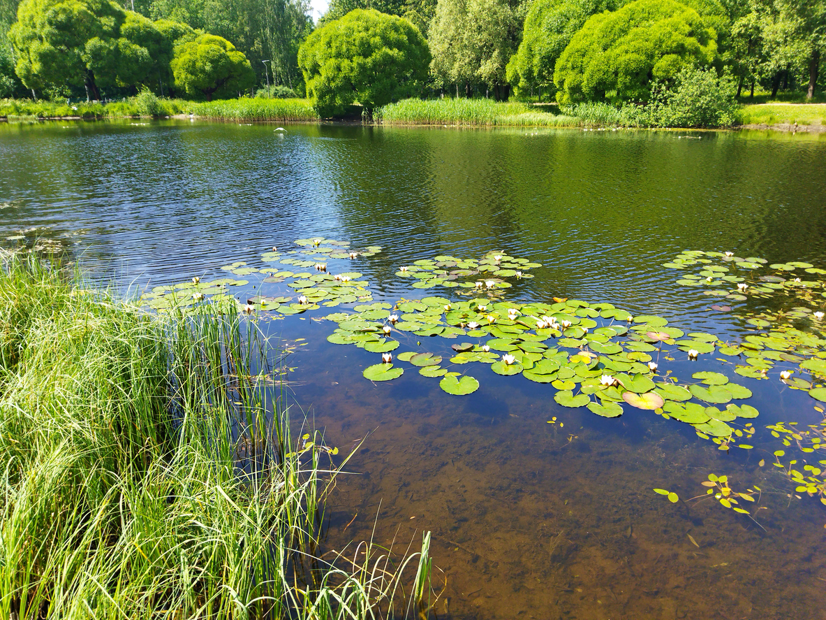 blick auf einen teich